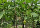 Cara Sambung Terong di Batang Pokak