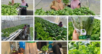 Pokmas Abyudaya Panen Perdana Sayur Pakcoy untuk Dukung Ketahanan Pangan di Desa Randupitu